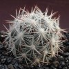 Escobaria_nelliae_v_alversonii